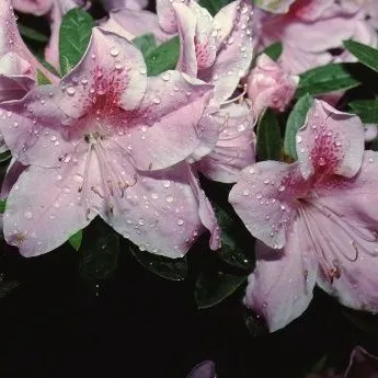 thumbnail for publication: Rhododendron x 'George Taber' 'George Taber' Azalea